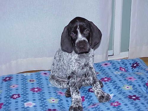 https://images.dog.ceo/breeds/pointer-german/n02100236_1553.jpg