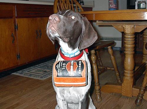 https://images.dog.ceo/breeds/pointer-german/n02100236_156.jpg