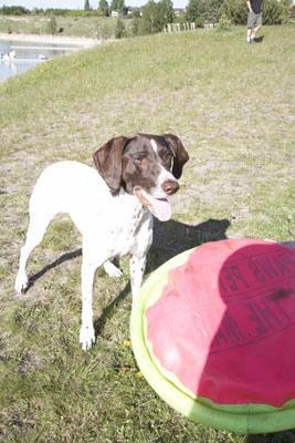 https://images.dog.ceo/breeds/pointer-german/n02100236_1634.jpg