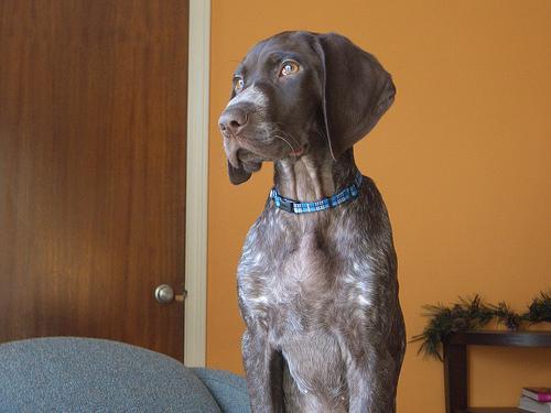 https://images.dog.ceo/breeds/pointer-german/n02100236_1652.jpg