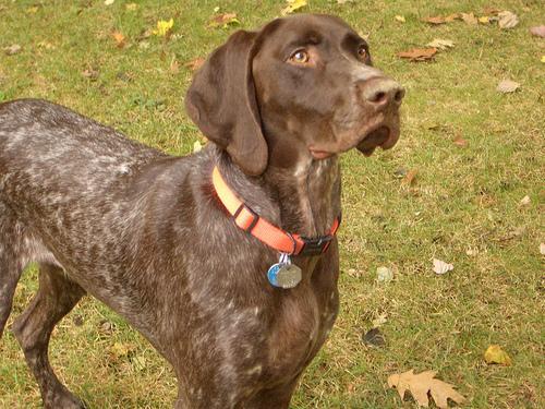 https://images.dog.ceo/breeds/pointer-german/n02100236_1802.jpg