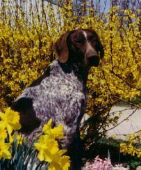 https://images.dog.ceo/breeds/pointer-german/n02100236_1828.jpg