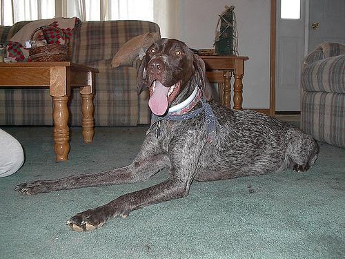 https://images.dog.ceo/breeds/pointer-german/n02100236_185.jpg