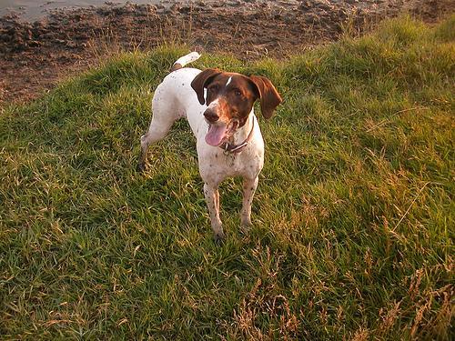 https://images.dog.ceo/breeds/pointer-german/n02100236_1916.jpg