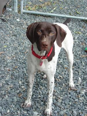 https://images.dog.ceo/breeds/pointer-german/n02100236_1997.jpg