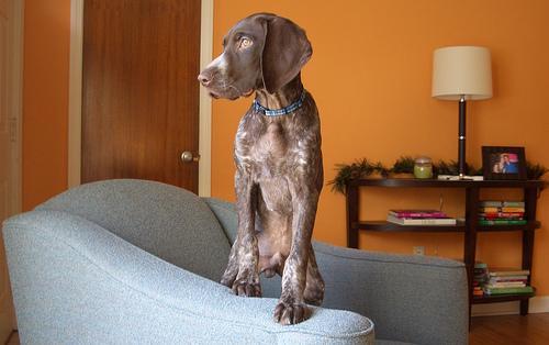 https://images.dog.ceo/breeds/pointer-german/n02100236_2045.jpg