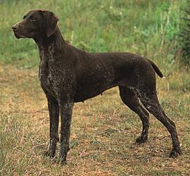 https://images.dog.ceo/breeds/pointer-german/n02100236_2392.jpg