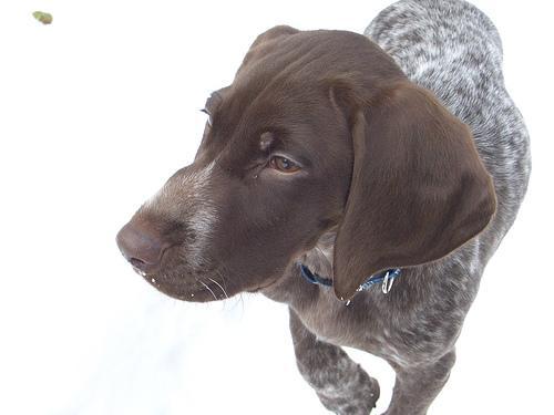 https://images.dog.ceo/breeds/pointer-german/n02100236_2466.jpg