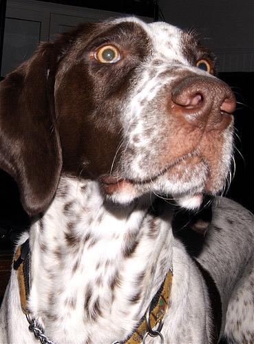 https://images.dog.ceo/breeds/pointer-german/n02100236_2493.jpg