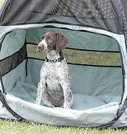 https://images.dog.ceo/breeds/pointer-german/n02100236_250.jpg