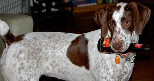 https://images.dog.ceo/breeds/pointer-german/n02100236_2591.jpg