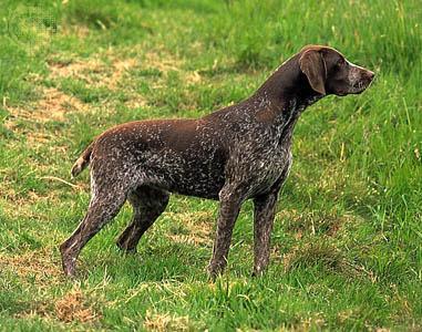 https://images.dog.ceo/breeds/pointer-german/n02100236_2893.jpg