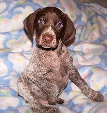 https://images.dog.ceo/breeds/pointer-german/n02100236_2974.jpg