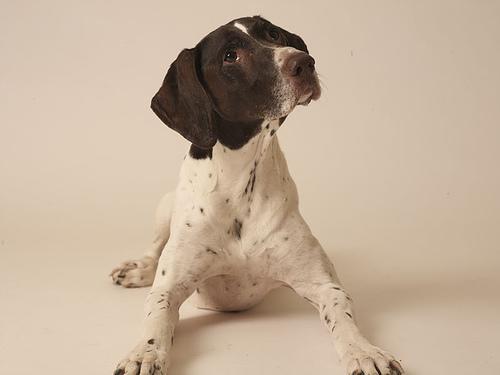 https://images.dog.ceo/breeds/pointer-german/n02100236_308.jpg