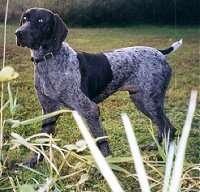 https://images.dog.ceo/breeds/pointer-german/n02100236_311.jpg