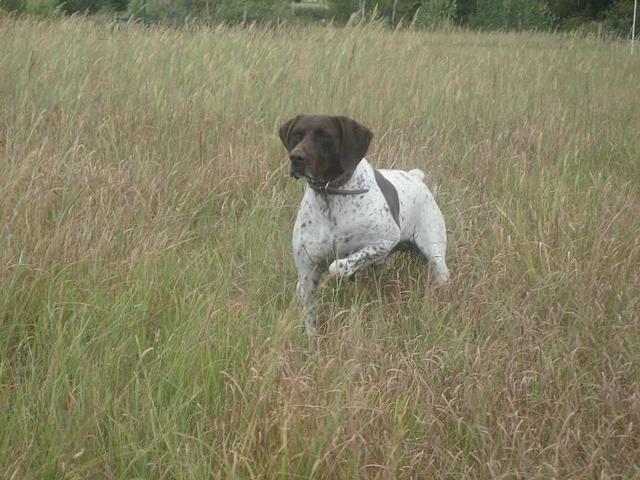 https://images.dog.ceo/breeds/pointer-german/n02100236_3183.jpg