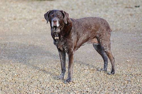 https://images.dog.ceo/breeds/pointer-german/n02100236_320.jpg