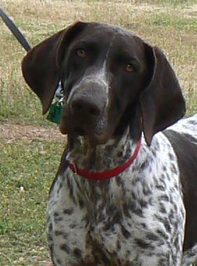 https://images.dog.ceo/breeds/pointer-german/n02100236_3313.jpg