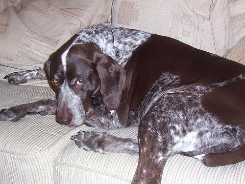 https://images.dog.ceo/breeds/pointer-german/n02100236_3460.jpg