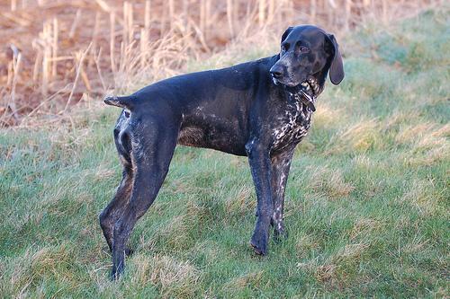 https://images.dog.ceo/breeds/pointer-german/n02100236_3632.jpg