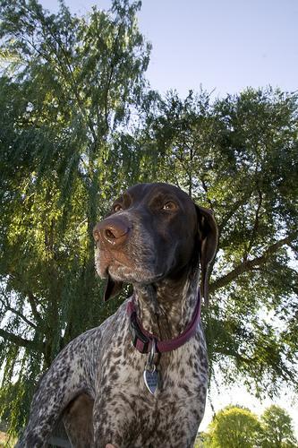 https://images.dog.ceo/breeds/pointer-german/n02100236_3649.jpg