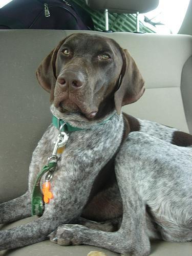 https://images.dog.ceo/breeds/pointer-german/n02100236_3677.jpg