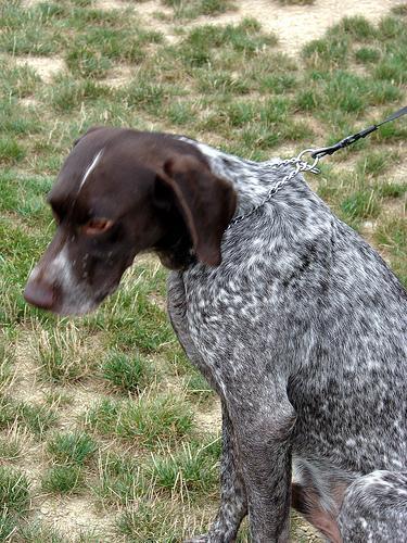 https://images.dog.ceo/breeds/pointer-german/n02100236_3686.jpg