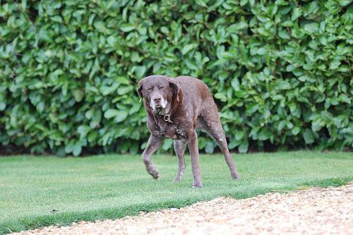 https://images.dog.ceo/breeds/pointer-german/n02100236_3782.jpg