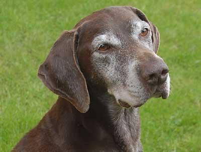 https://images.dog.ceo/breeds/pointer-german/n02100236_3798.jpg