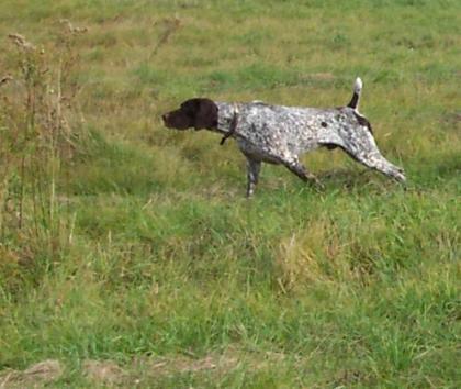 https://images.dog.ceo/breeds/pointer-german/n02100236_3836.jpg