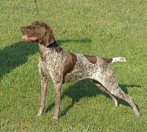 https://images.dog.ceo/breeds/pointer-german/n02100236_3871.jpg