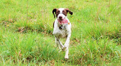 https://images.dog.ceo/breeds/pointer-german/n02100236_3877.jpg