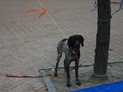 https://images.dog.ceo/breeds/pointer-german/n02100236_4047.jpg