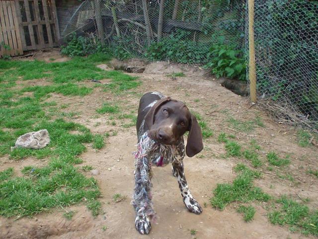 https://images.dog.ceo/breeds/pointer-german/n02100236_4083.jpg