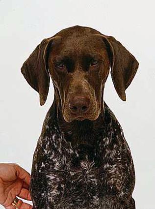 https://images.dog.ceo/breeds/pointer-german/n02100236_4181.jpg