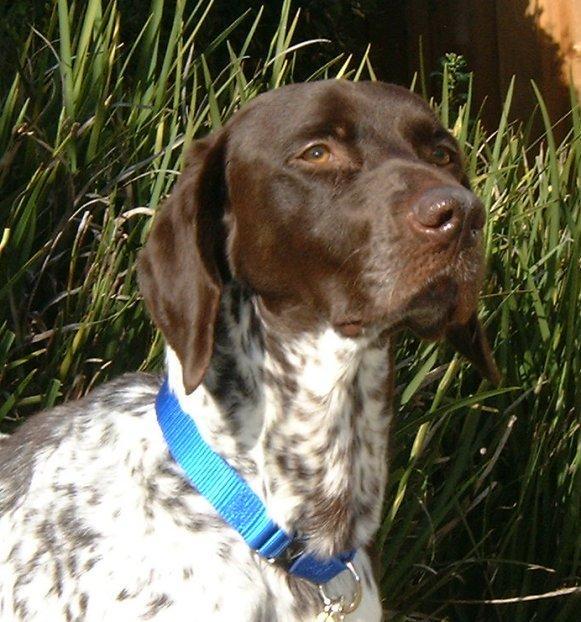 https://images.dog.ceo/breeds/pointer-german/n02100236_4198.jpg