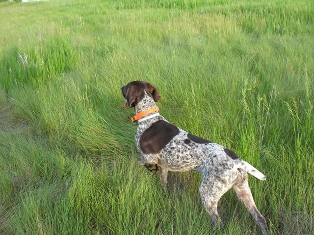 https://images.dog.ceo/breeds/pointer-german/n02100236_4288.jpg