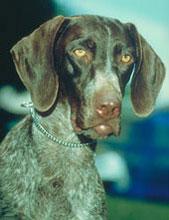 https://images.dog.ceo/breeds/pointer-german/n02100236_4295.jpg