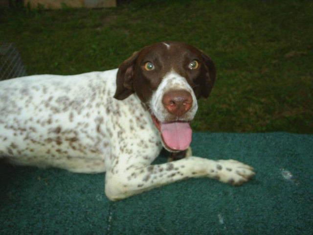 https://images.dog.ceo/breeds/pointer-german/n02100236_4428.jpg