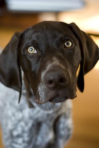 https://images.dog.ceo/breeds/pointer-german/n02100236_4463.jpg