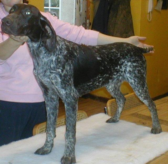 https://images.dog.ceo/breeds/pointer-german/n02100236_4465.jpg