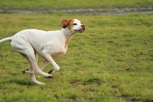 https://images.dog.ceo/breeds/pointer-german/n02100236_4490.jpg