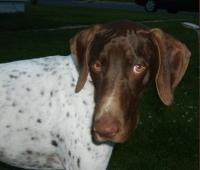 https://images.dog.ceo/breeds/pointer-german/n02100236_4508.jpg