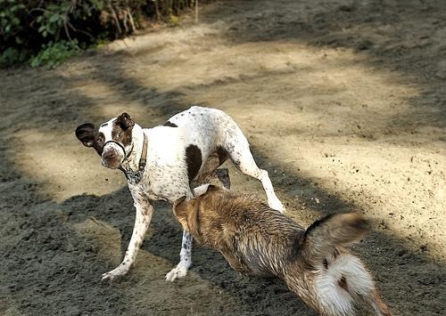 https://images.dog.ceo/breeds/pointer-german/n02100236_453.jpg