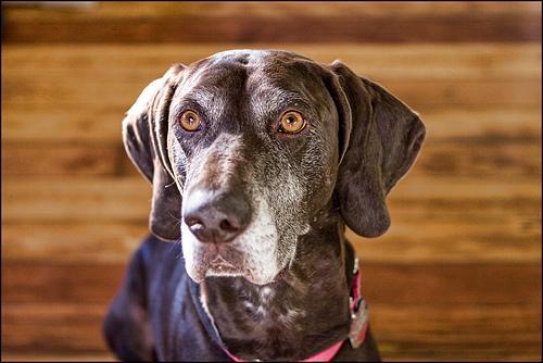 https://images.dog.ceo/breeds/pointer-german/n02100236_4657.jpg