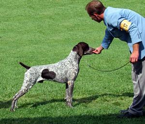 https://images.dog.ceo/breeds/pointer-german/n02100236_4676.jpg