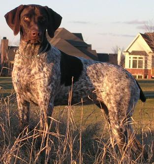 https://images.dog.ceo/breeds/pointer-german/n02100236_4723.jpg