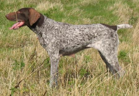 https://images.dog.ceo/breeds/pointer-german/n02100236_4755.jpg