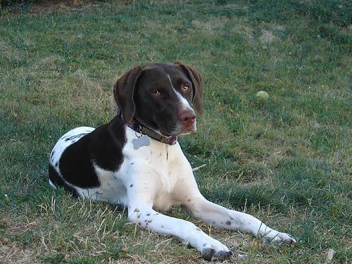 https://images.dog.ceo/breeds/pointer-german/n02100236_485.jpg