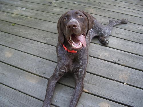 https://images.dog.ceo/breeds/pointer-german/n02100236_4851.jpg